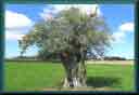 image du dccn