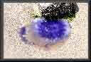 image du dccn