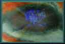 image du dccn